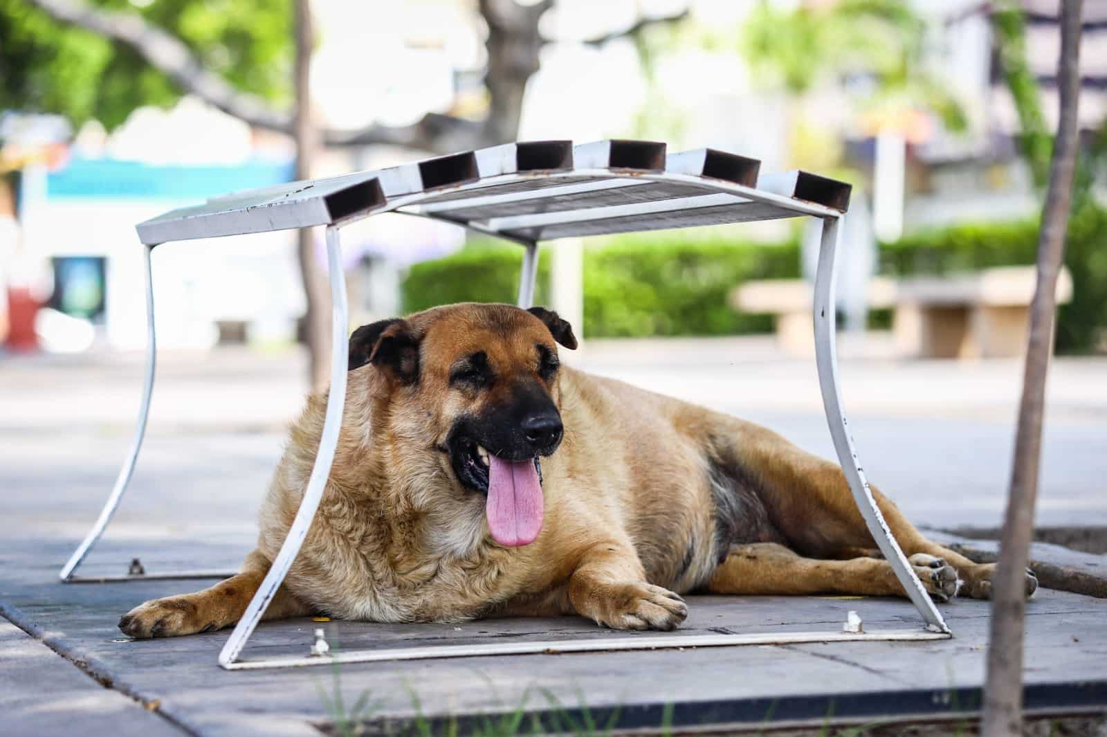 Perro callejero abajo de una banca