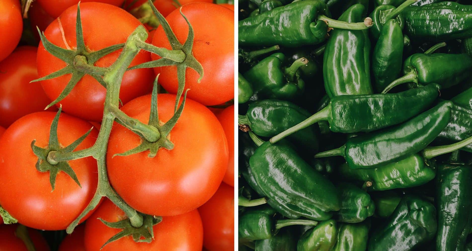 TOMATES Y CHILES