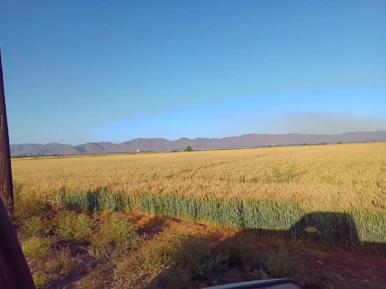 campo de cosecha de trigo