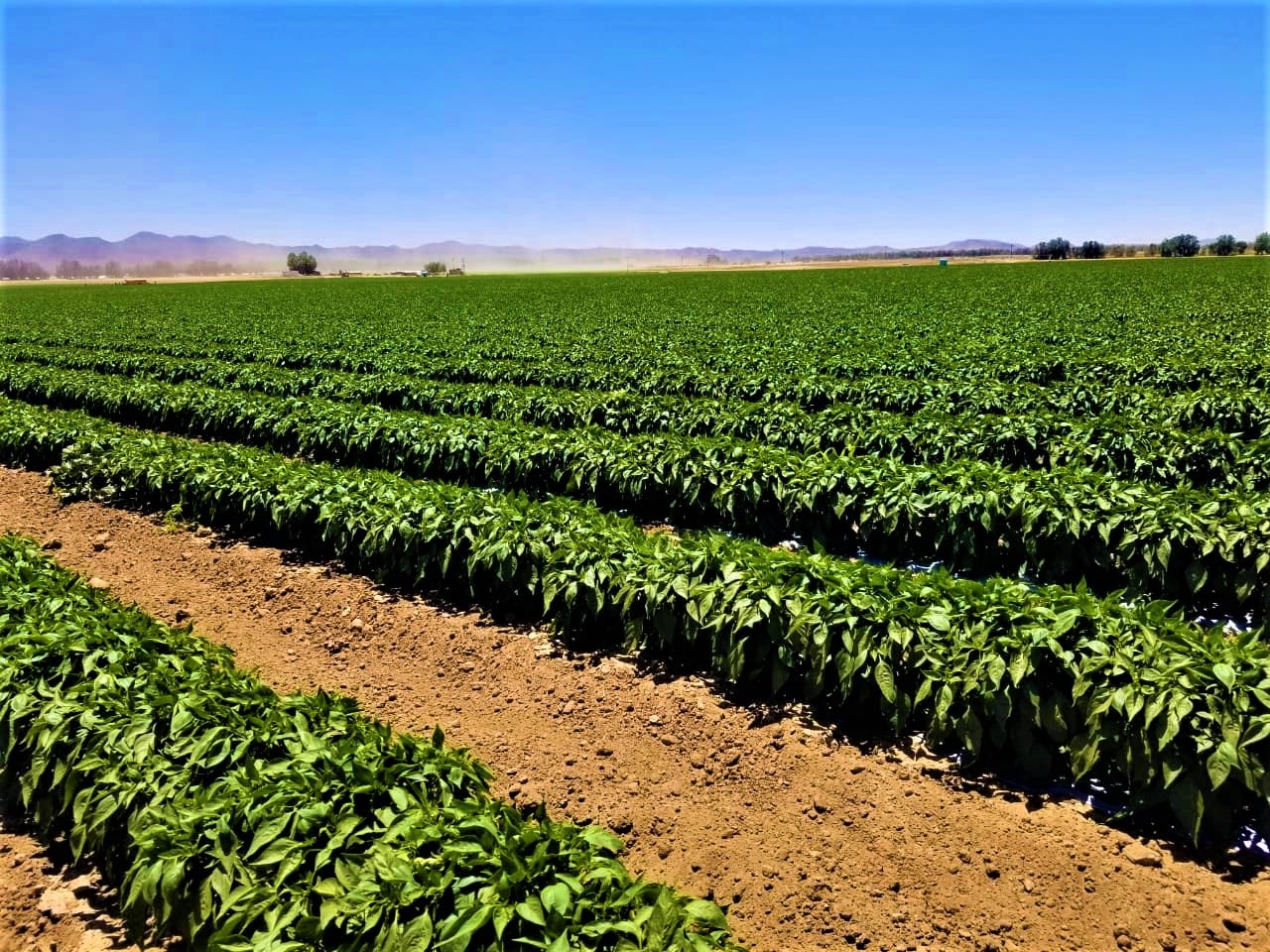 cultivo de chile