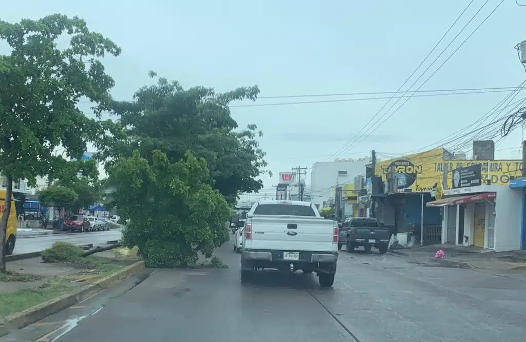 Árbol caído por una calle en la que transita una camioneta blanca