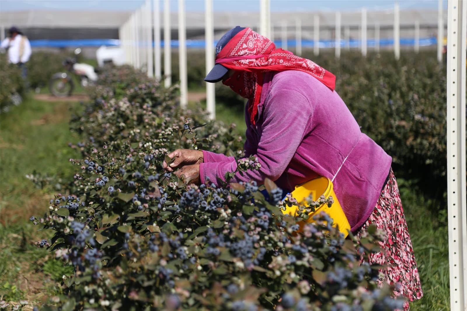 Horticultora recolectando moras
