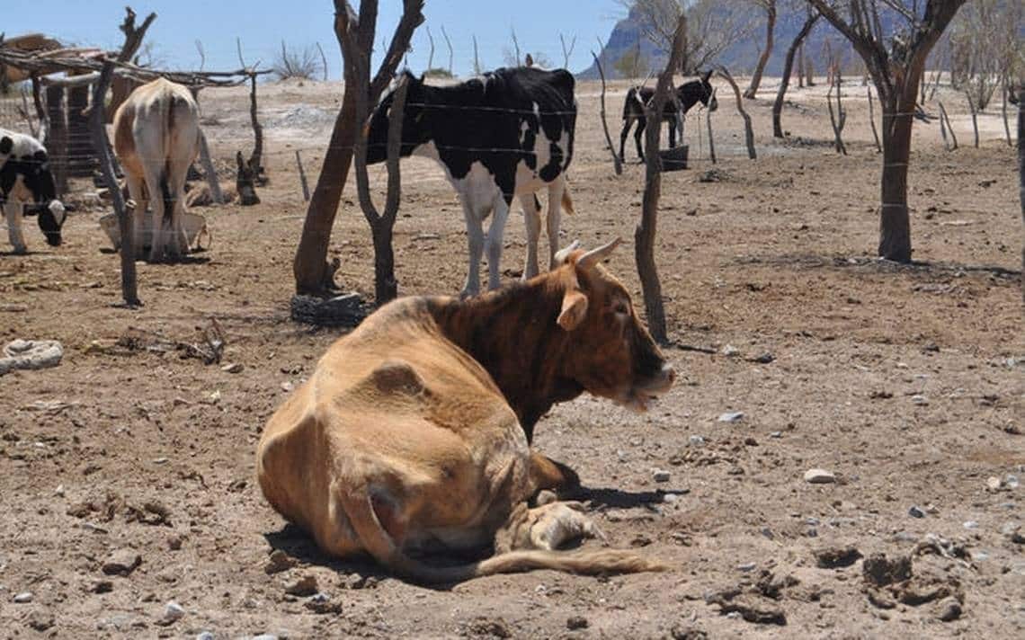 Ganado en tierra