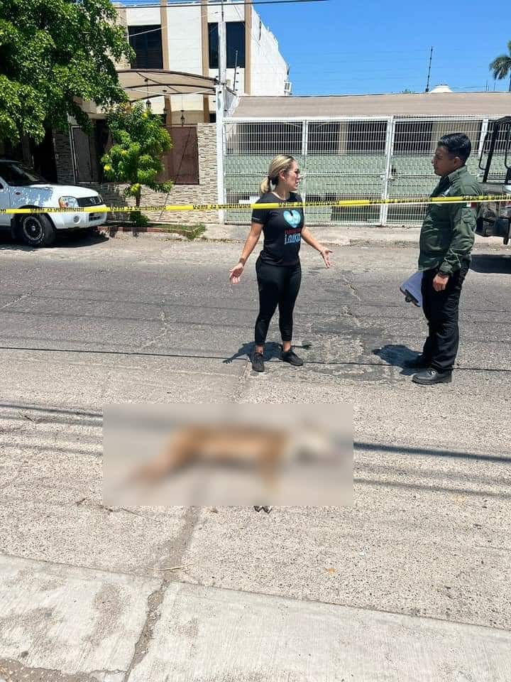 Muerte de Pegazus, perrito asesinado en Culiacán