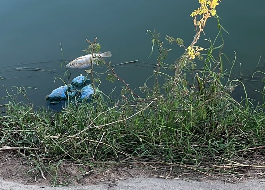 Pez muerto flotando
