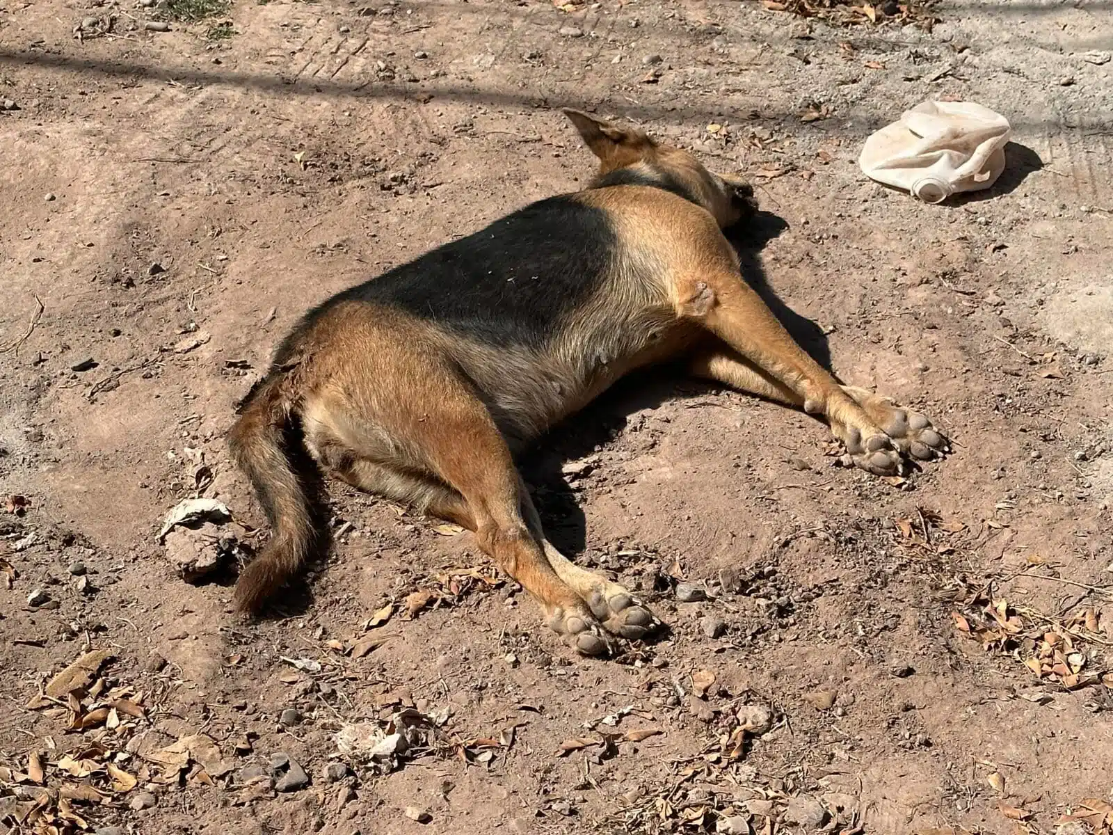 Perrito envenenado