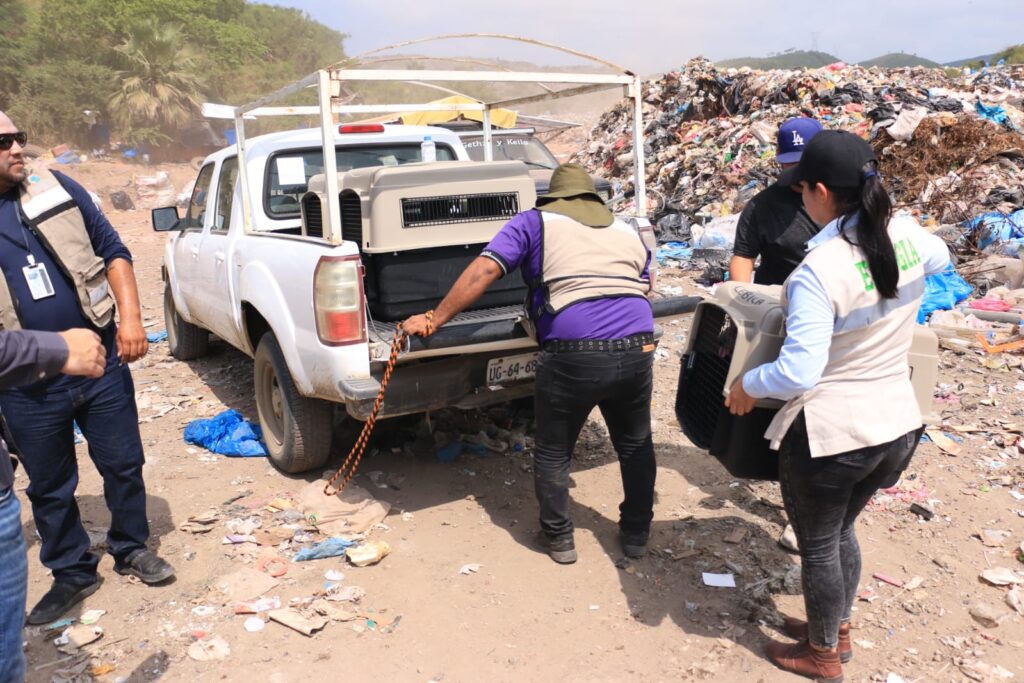 Rescatan a más de 200 mascotas en el basurón municipal de Mazatlán.