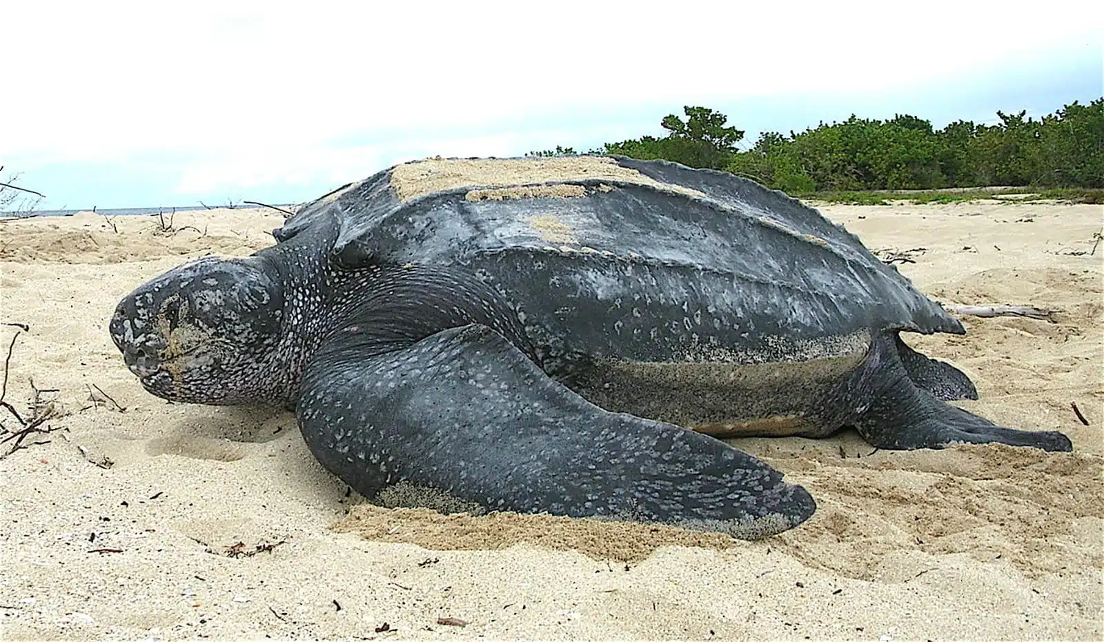 Tortuga de la especie Golfina en playa