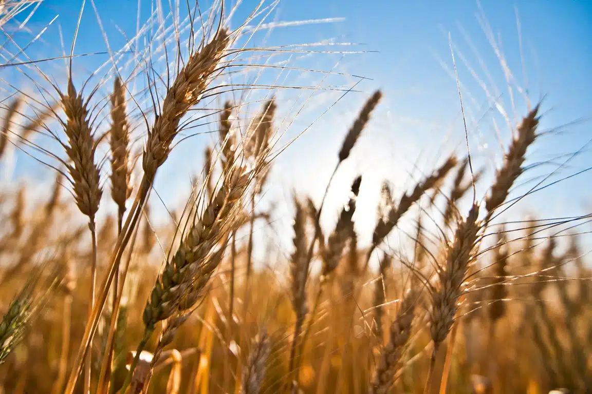 Cultivo extensivo de trigo