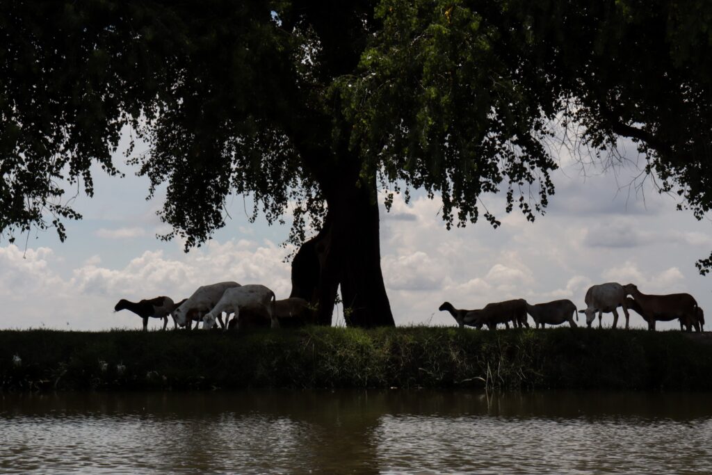 Vacas en La Constancia