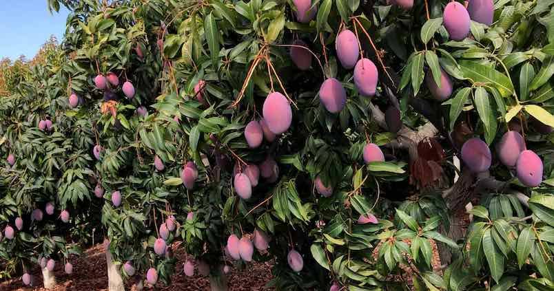 árboles de mango