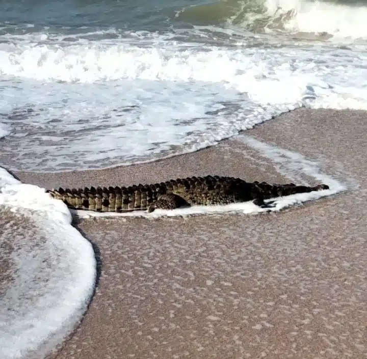 Cocodrilo en la zona de playa Brujas