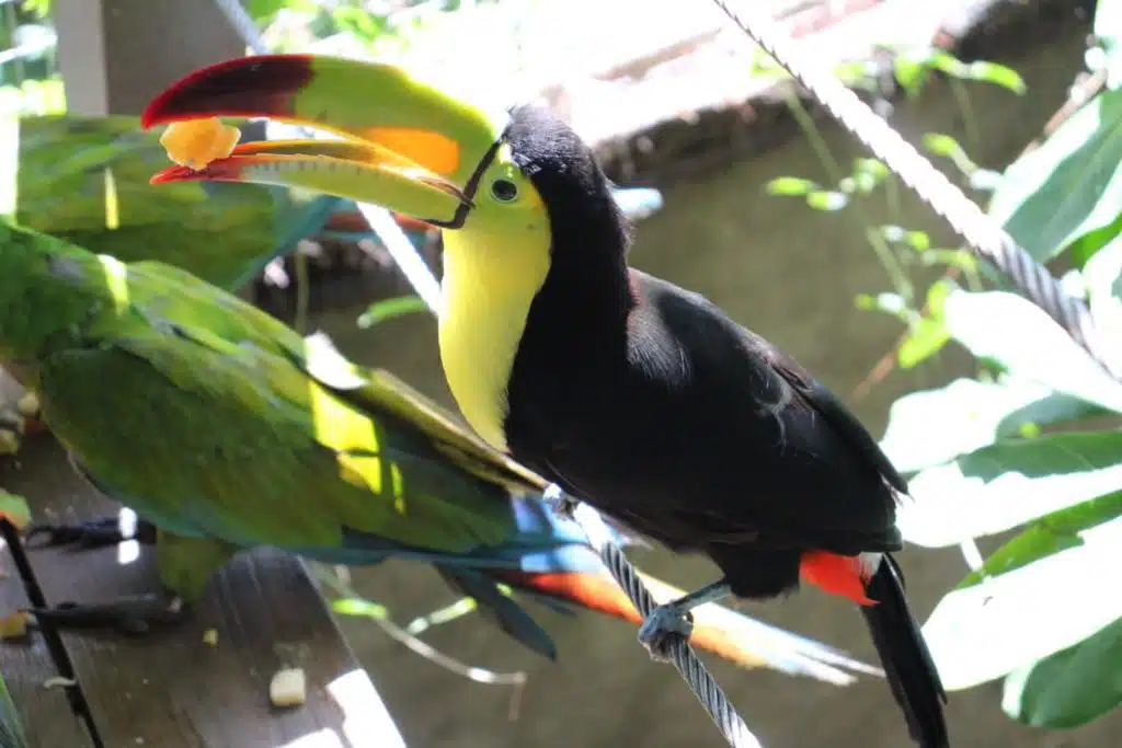 Tucán siendo alimentado en el Santuario de Aves