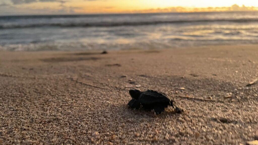 Liberación de las crías de tortuga golfina en Mazatlán