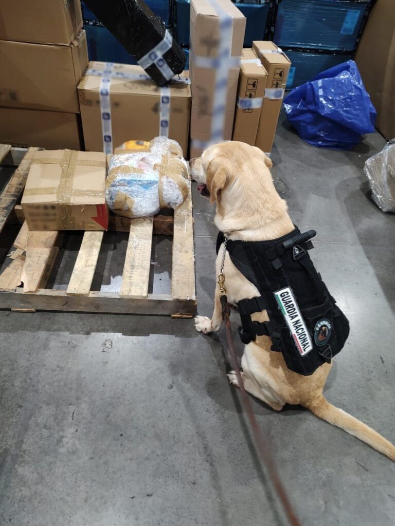 Binomio canino de la Guardia Nacional junto a los paquetes asegurados