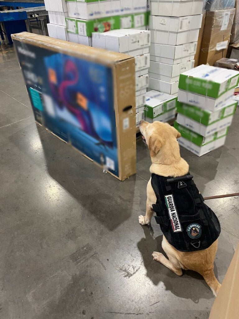 Binomio canino de la Guardia Nacional junto a la pantalla de TV decomisada