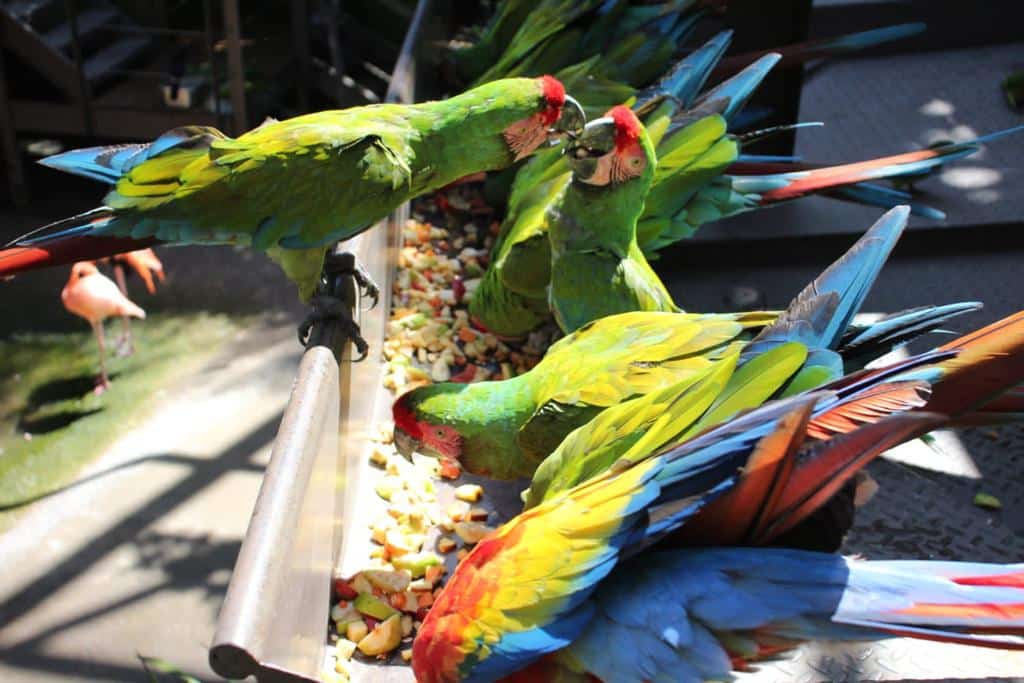 Santuario de Aves en el Parque Observatorio 1873