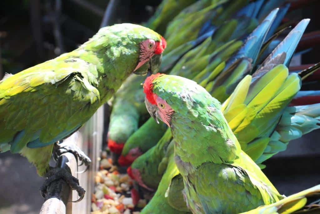 Santuario de Aves en el Parque Observatorio 1873