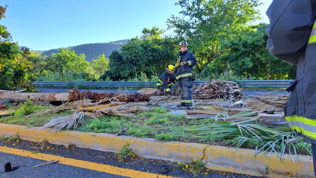 Palmera y árbol tirados sobre el camellón tras accidente en Culiacán