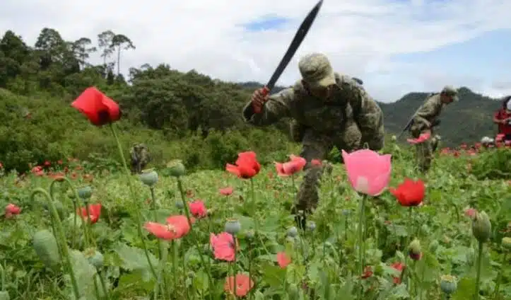 Amapoleros se van contra militares que queman plantíos ilegales