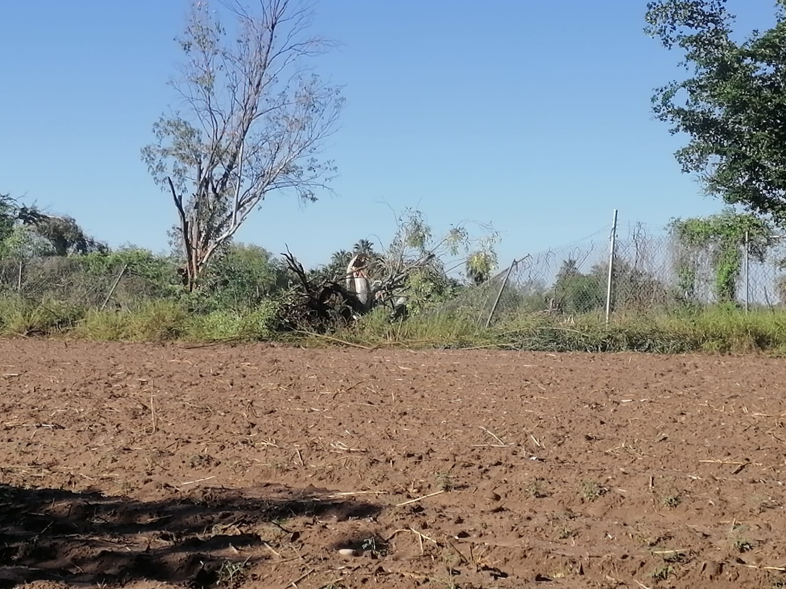 Árbol caído