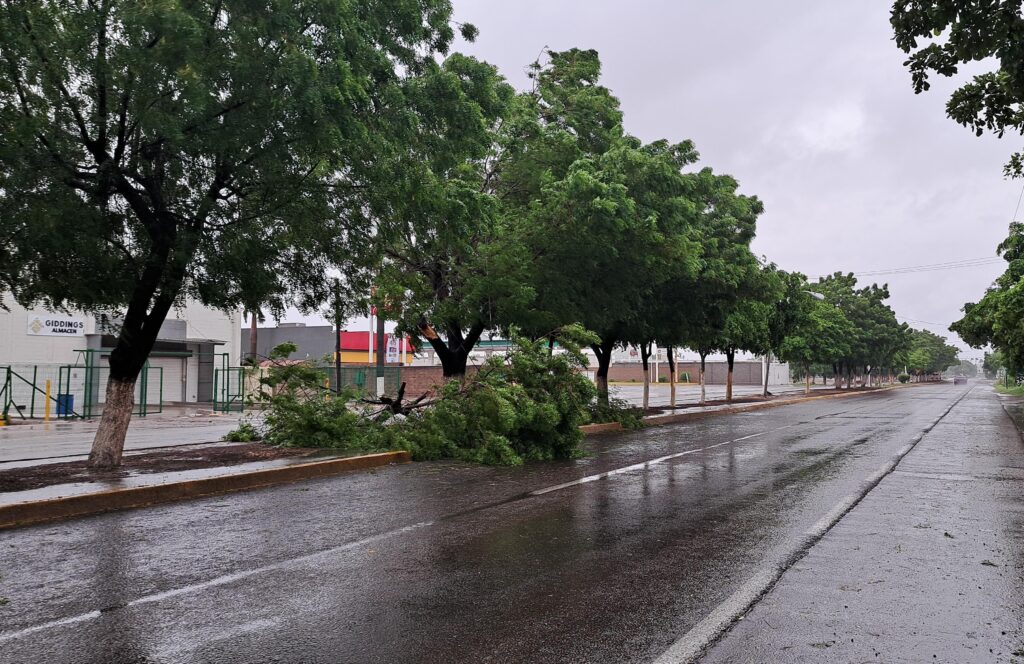 Vientos de Norma derriban árboles en la carretera Culiacán-Navolato