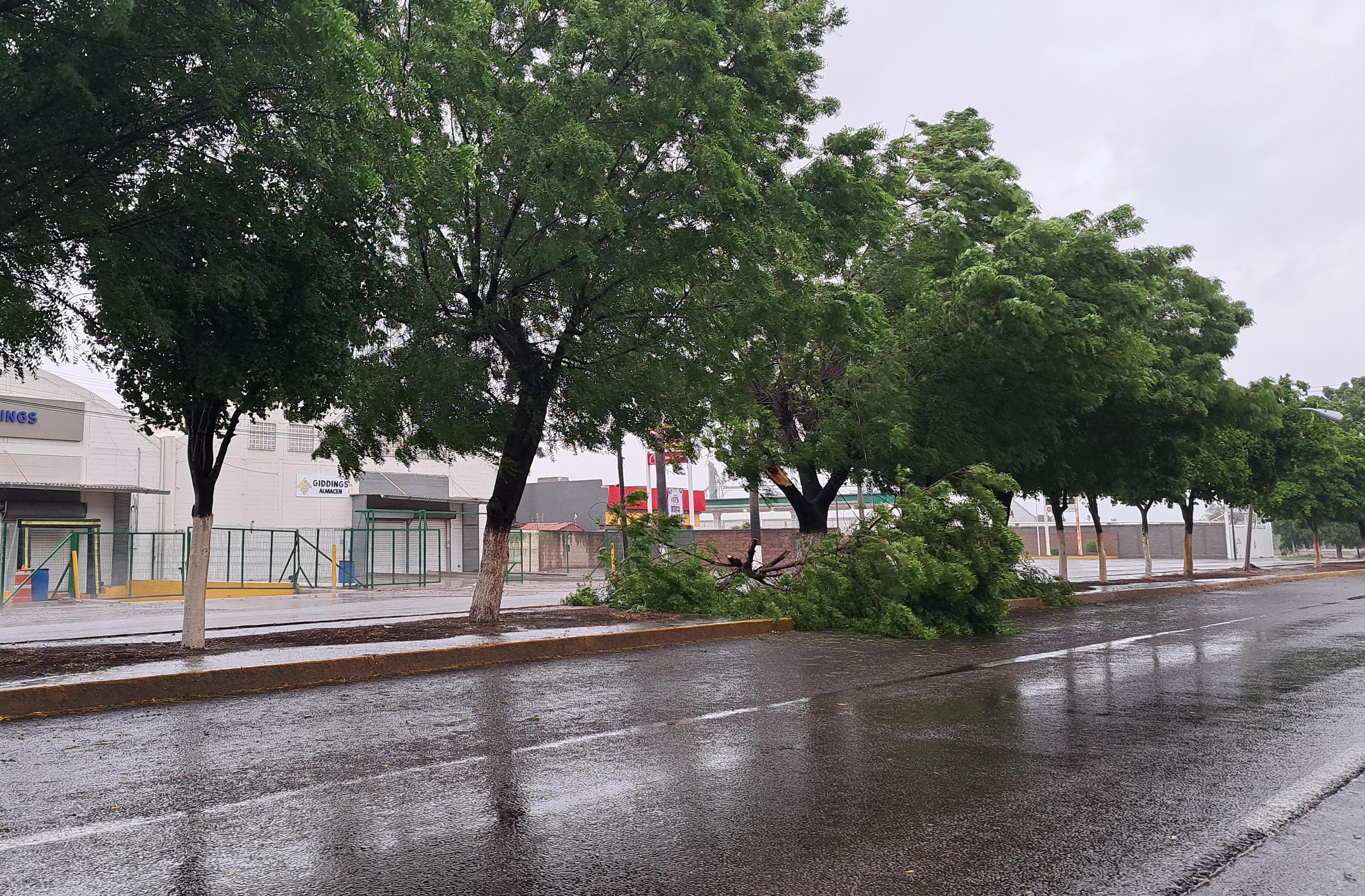 Vientos de Norma derriban árboles en la carretera Culiacán-Navolato