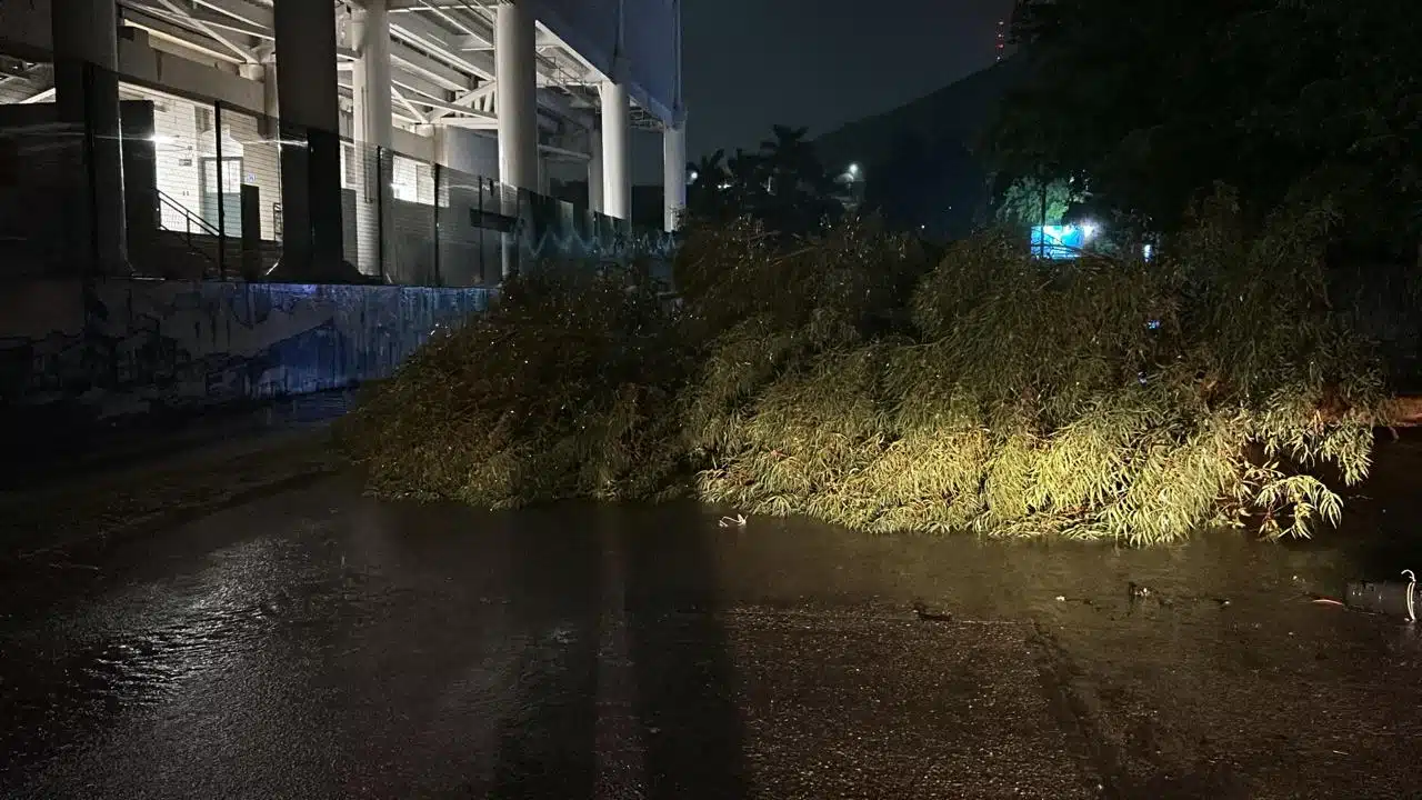 Árboles derribados por los fuertes vientos en Ahome