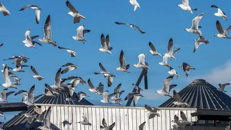 Bandada de gaviotas obliga a cerrar el aeropuerto de Venecia