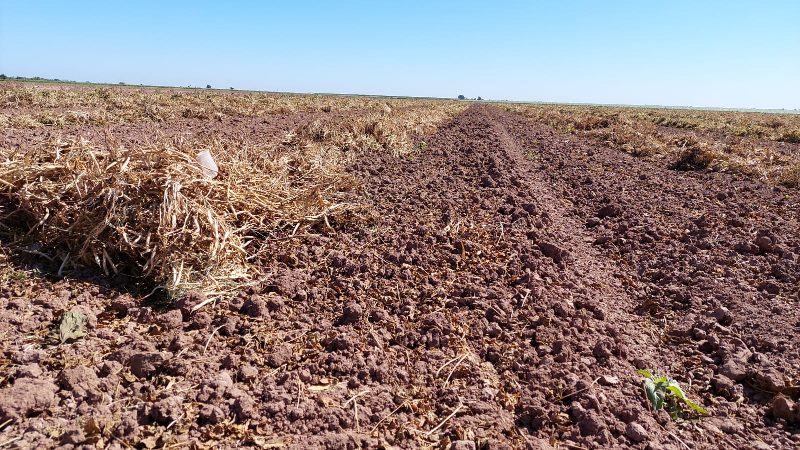 Campo