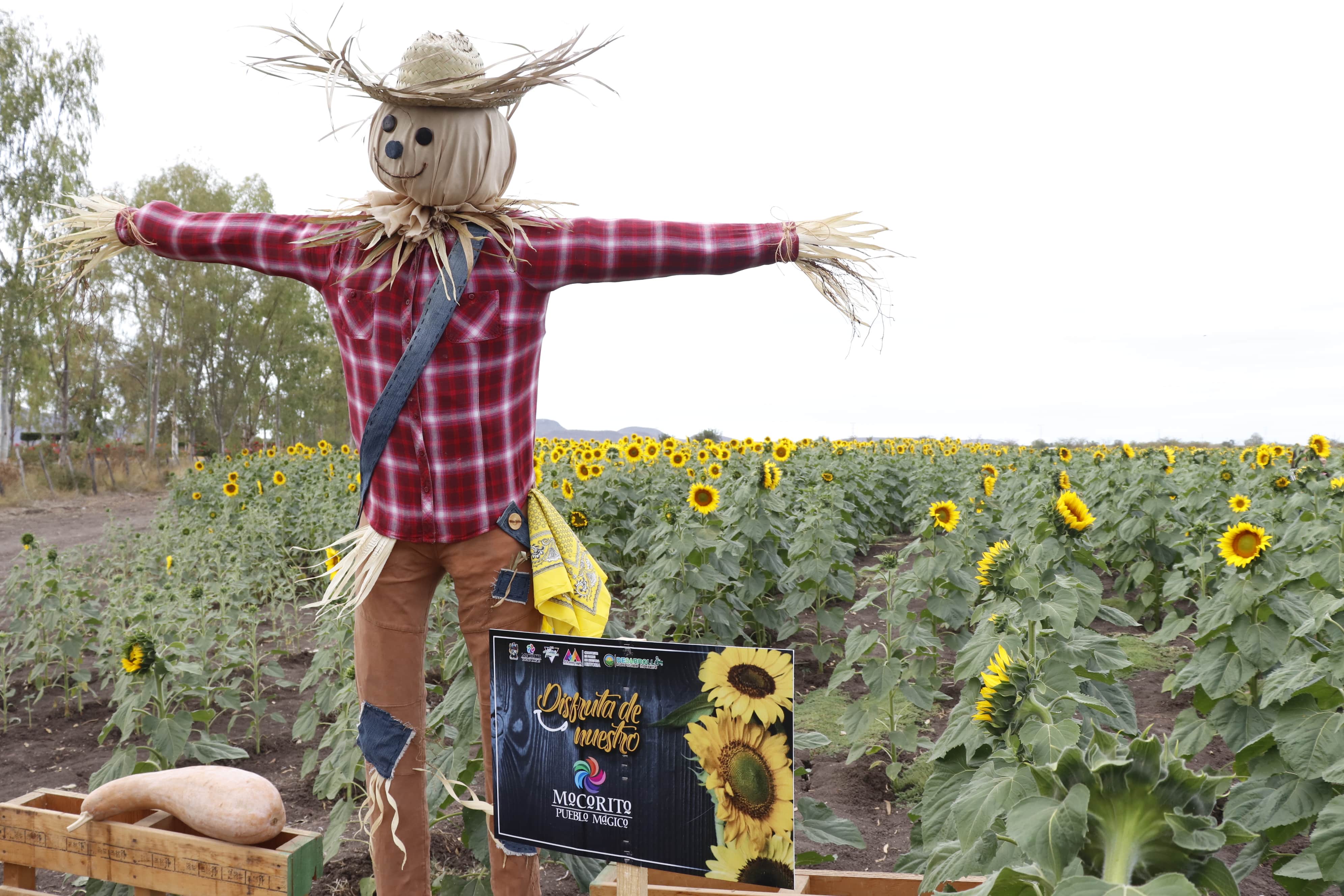 Campo de girasoles en Mocorito