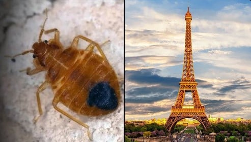 Chinches se apoderan de París, próxima sede de los Juegos Olímpicos