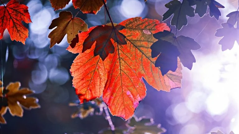 Hojas de otoño y al fondo rayos de sol