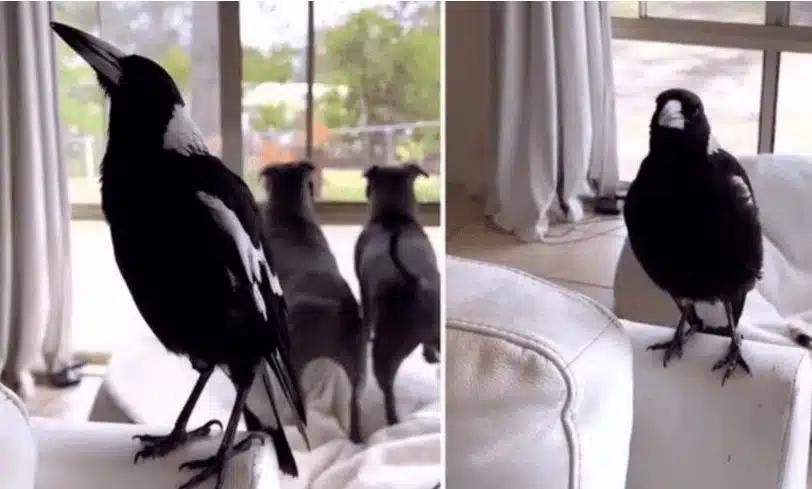 Cuervo se hace viral por imitar ladrido de los perros