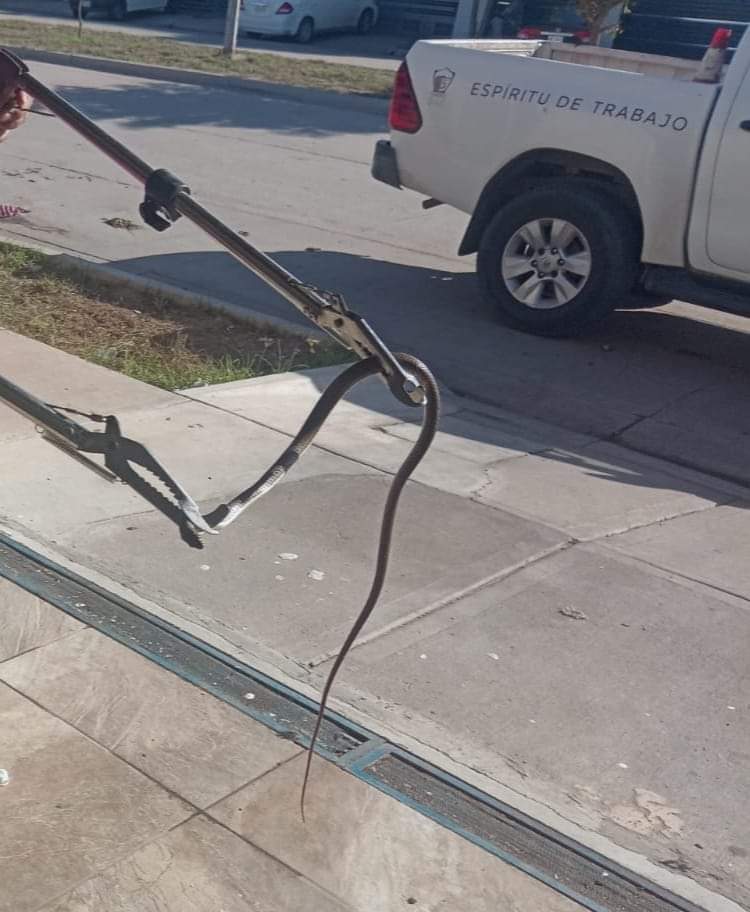 Culebra en fraccionamiento Álamos Country en Los Mochis