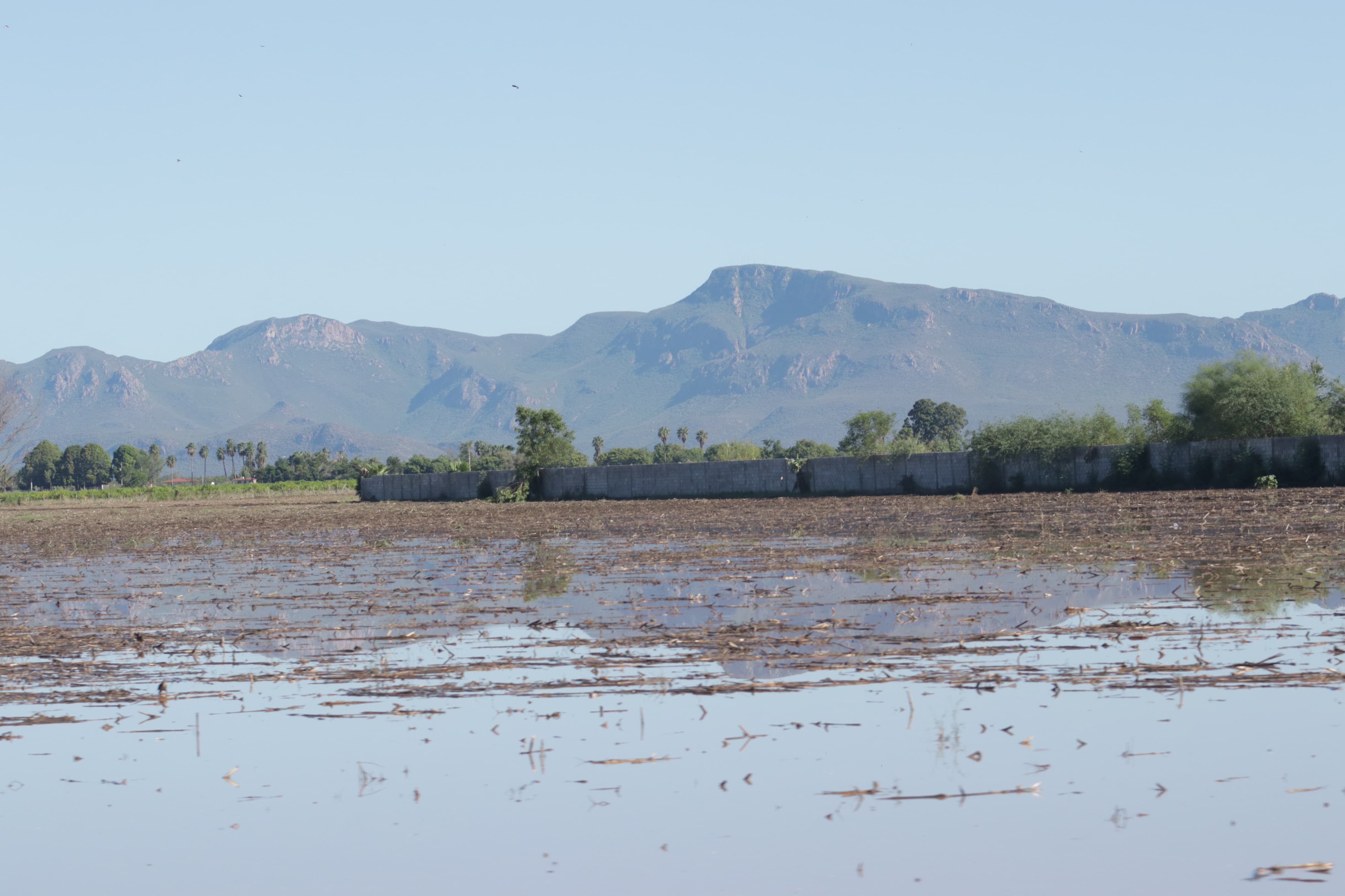 Cultivos dañados en el Valle del Carrizo
