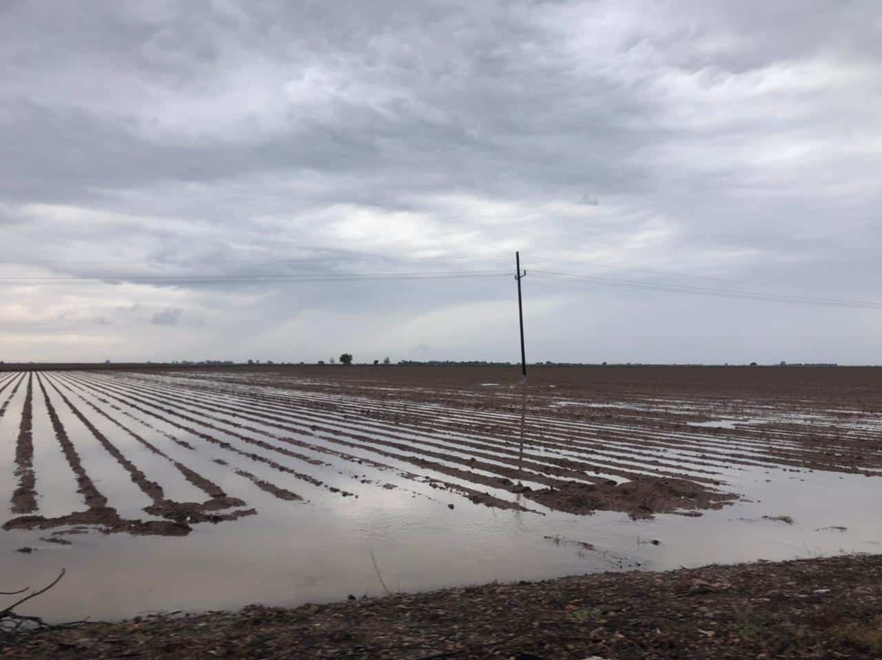 Cultivos de frijol serán afectados, pero serán más los beneficios que “Norma” dejará en el campo