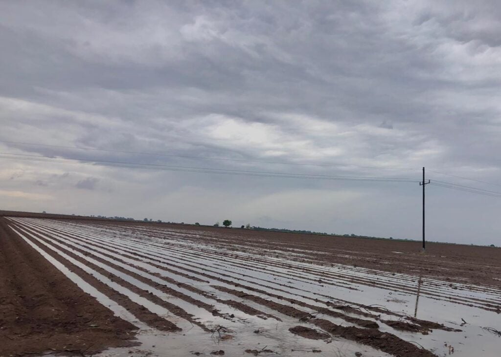 Cultivos de frijol serán afectados, pero serán más los beneficios que “Norma” dejará en el campo