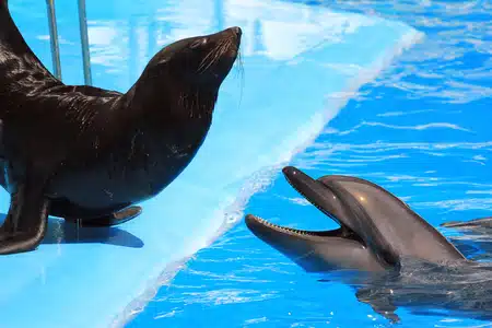 Show de delfines y focas quedará suspendido en acuarios