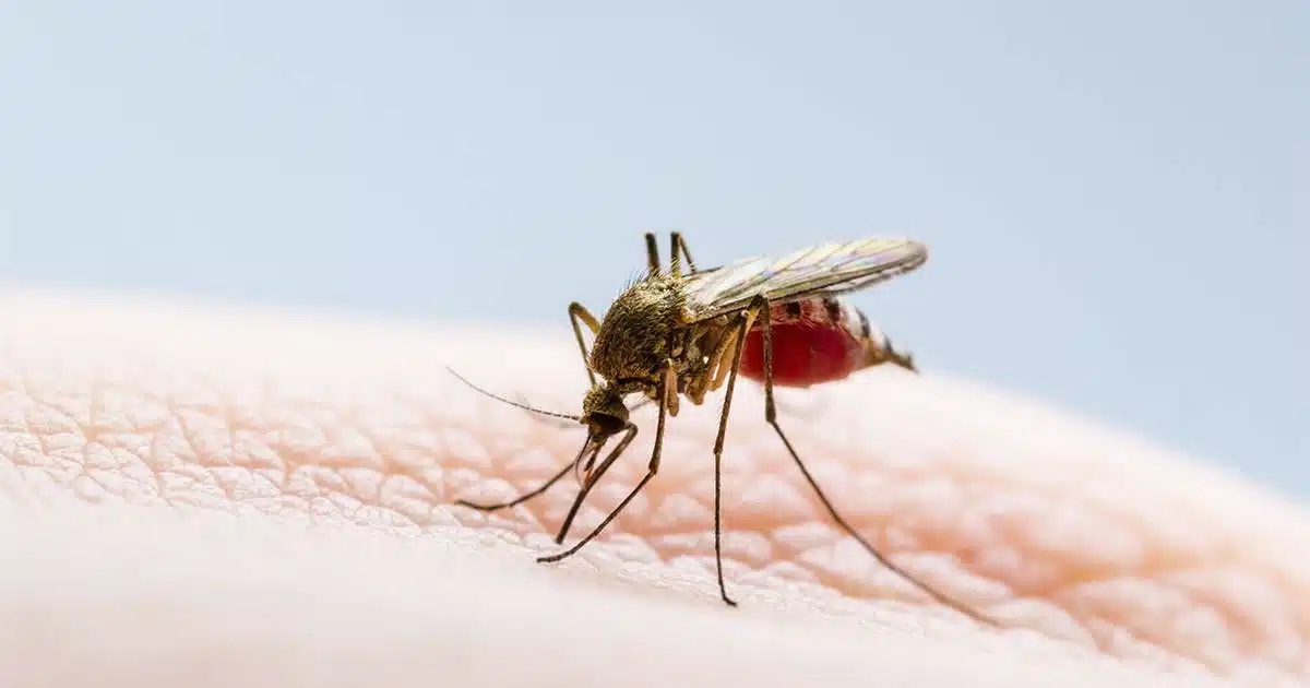 Alerta por dengue en la huasteca de Hidalgo