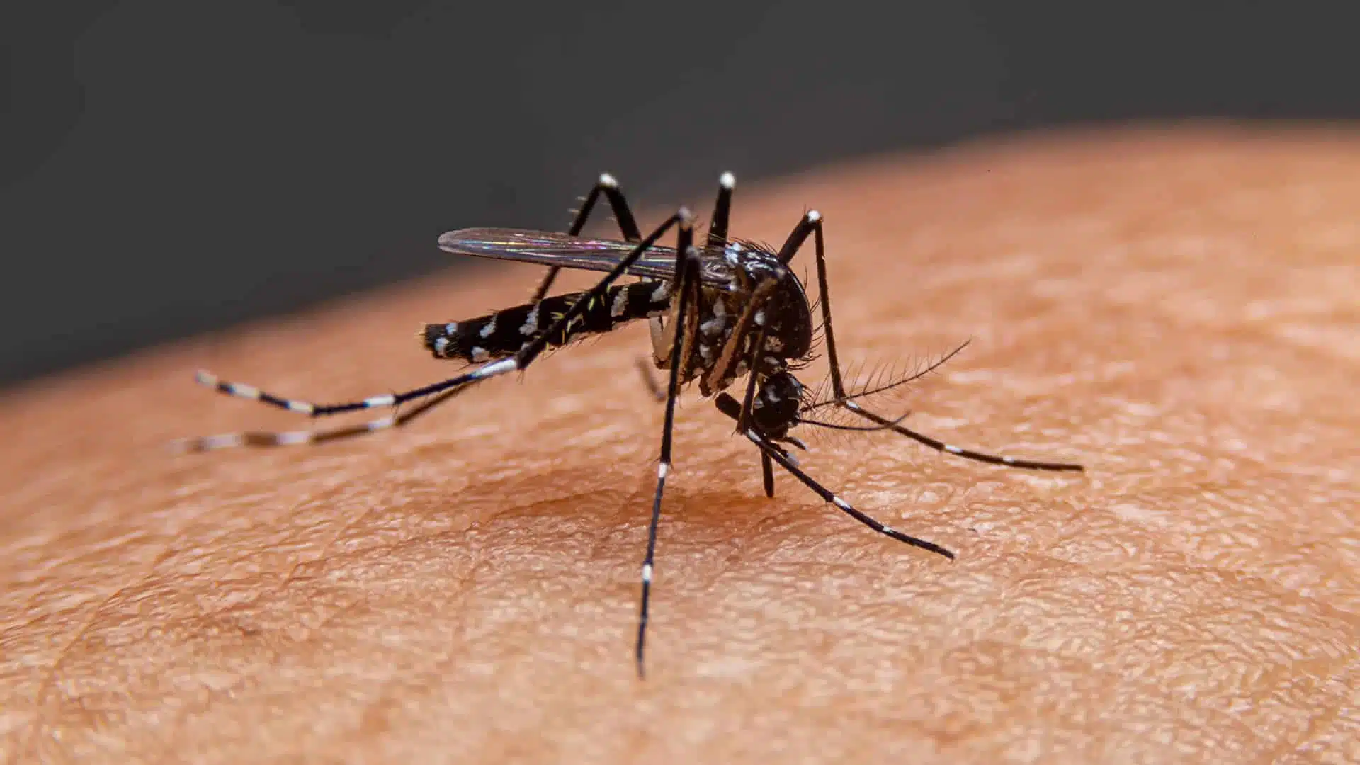 Salud informó que en Sinaloa se han registrado tres casos positivos al nuevo serotipo de dengue.