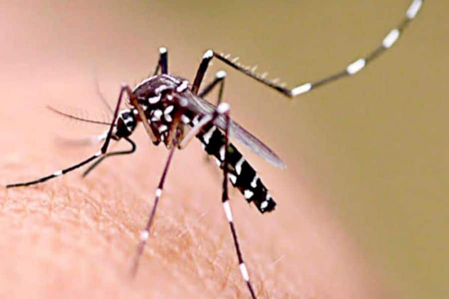 Mosquito del dengue