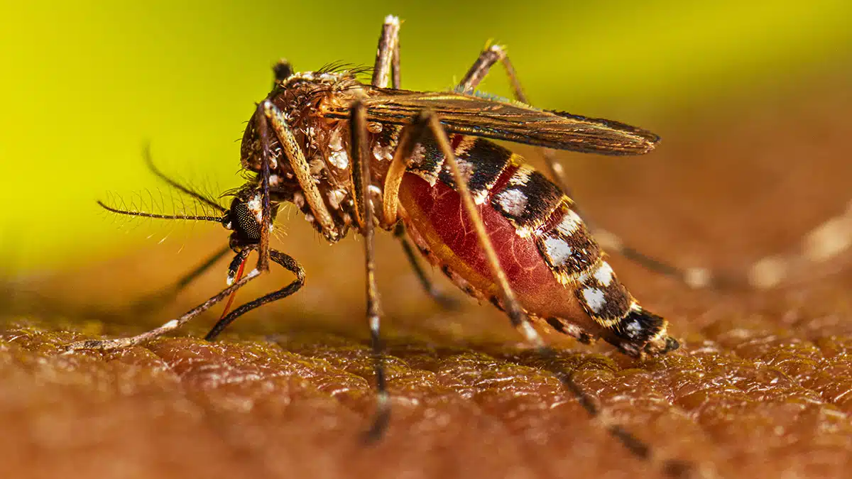 OMS recomienda primera vacuna contra el Dengue