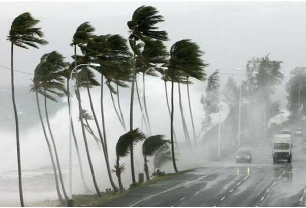 Palmas ladeadas por intenso viento y lluvia sobre un bulevar, junto a una carretera por donde circulan vehículos