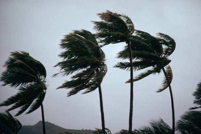 Palmeras moviéndose con el fuerte viento