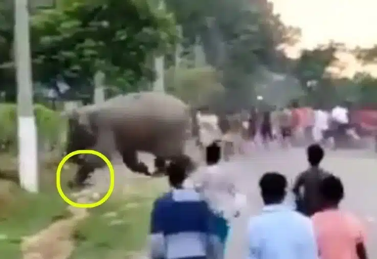 Elefante embiste a multitud y aplasta a joven que lo provocaba