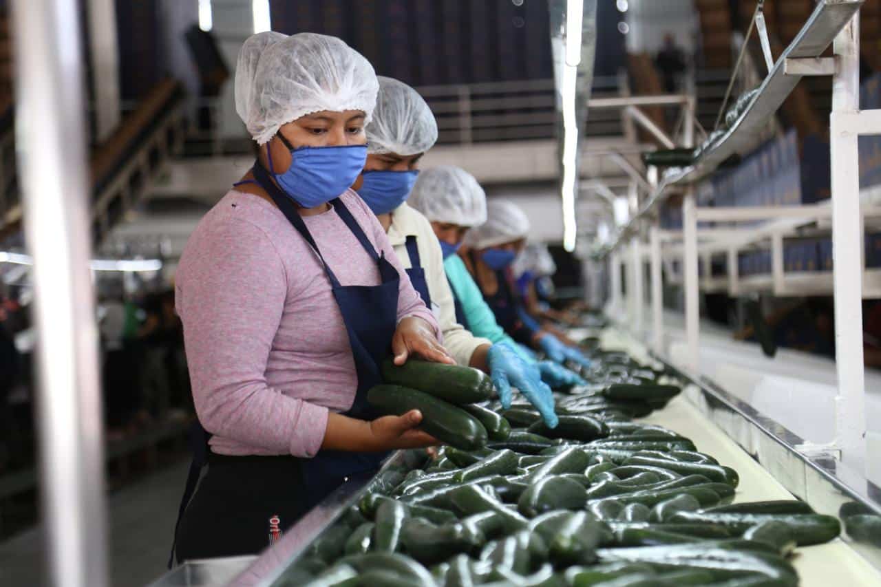 Personas en un trabajo de empacar chiles