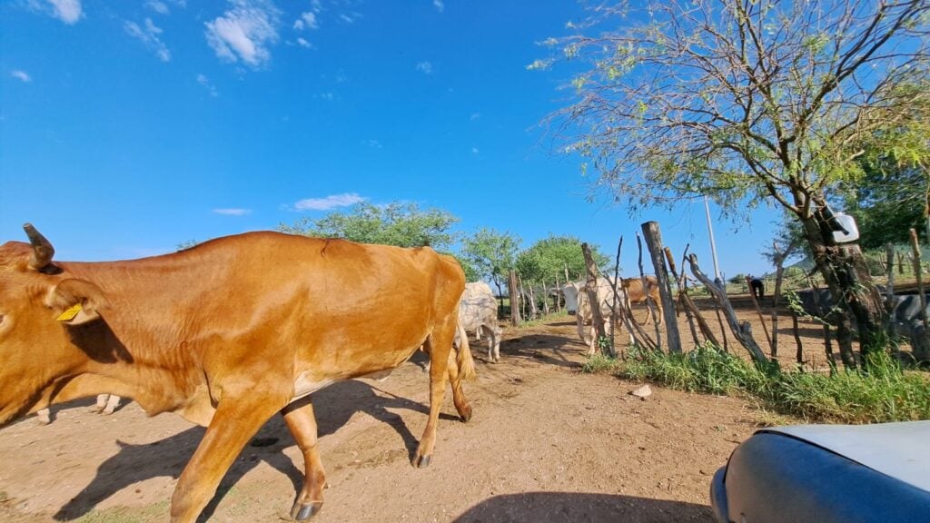 Vacas y toros caminando