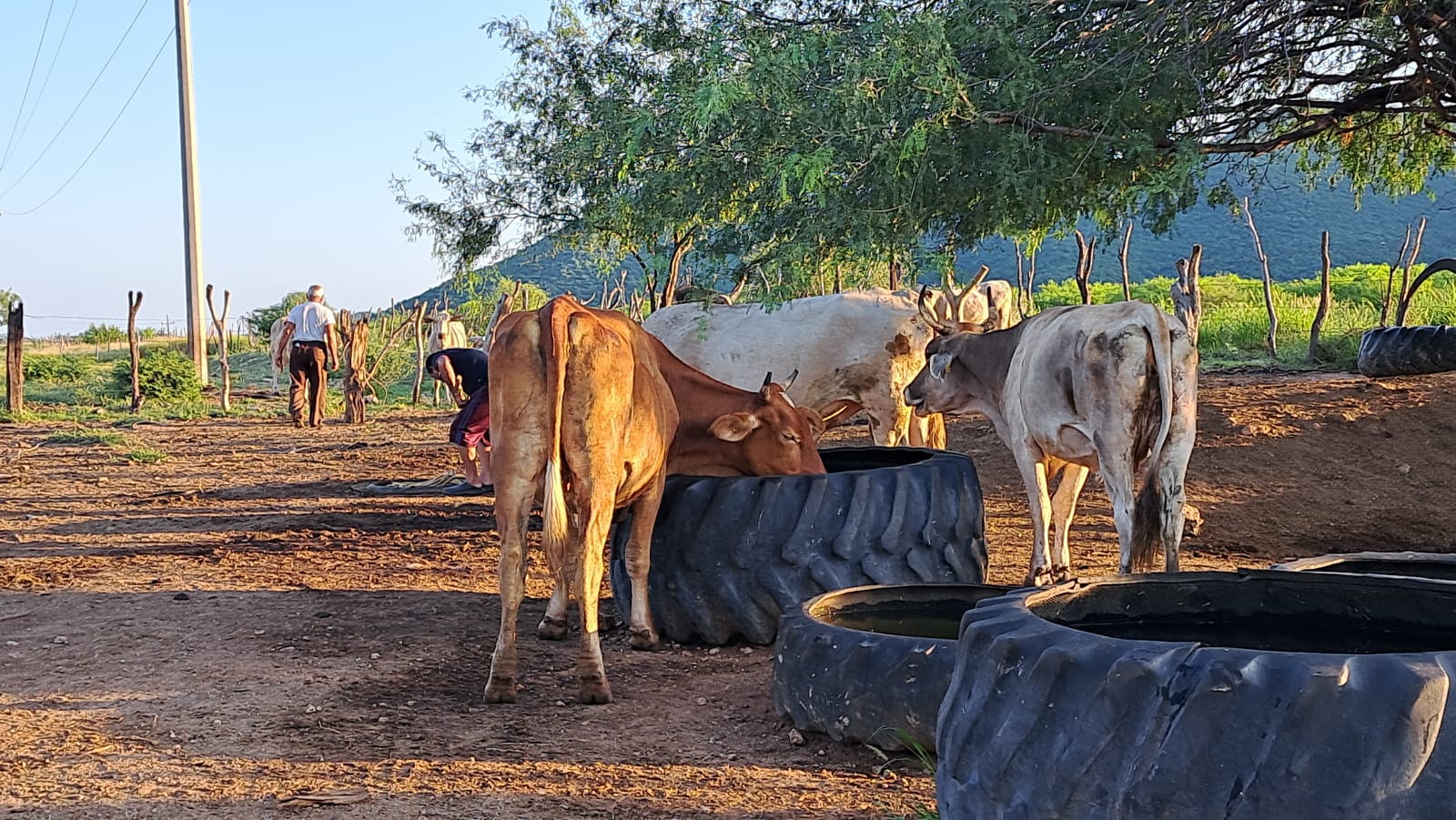 Vacas y toros comiendo