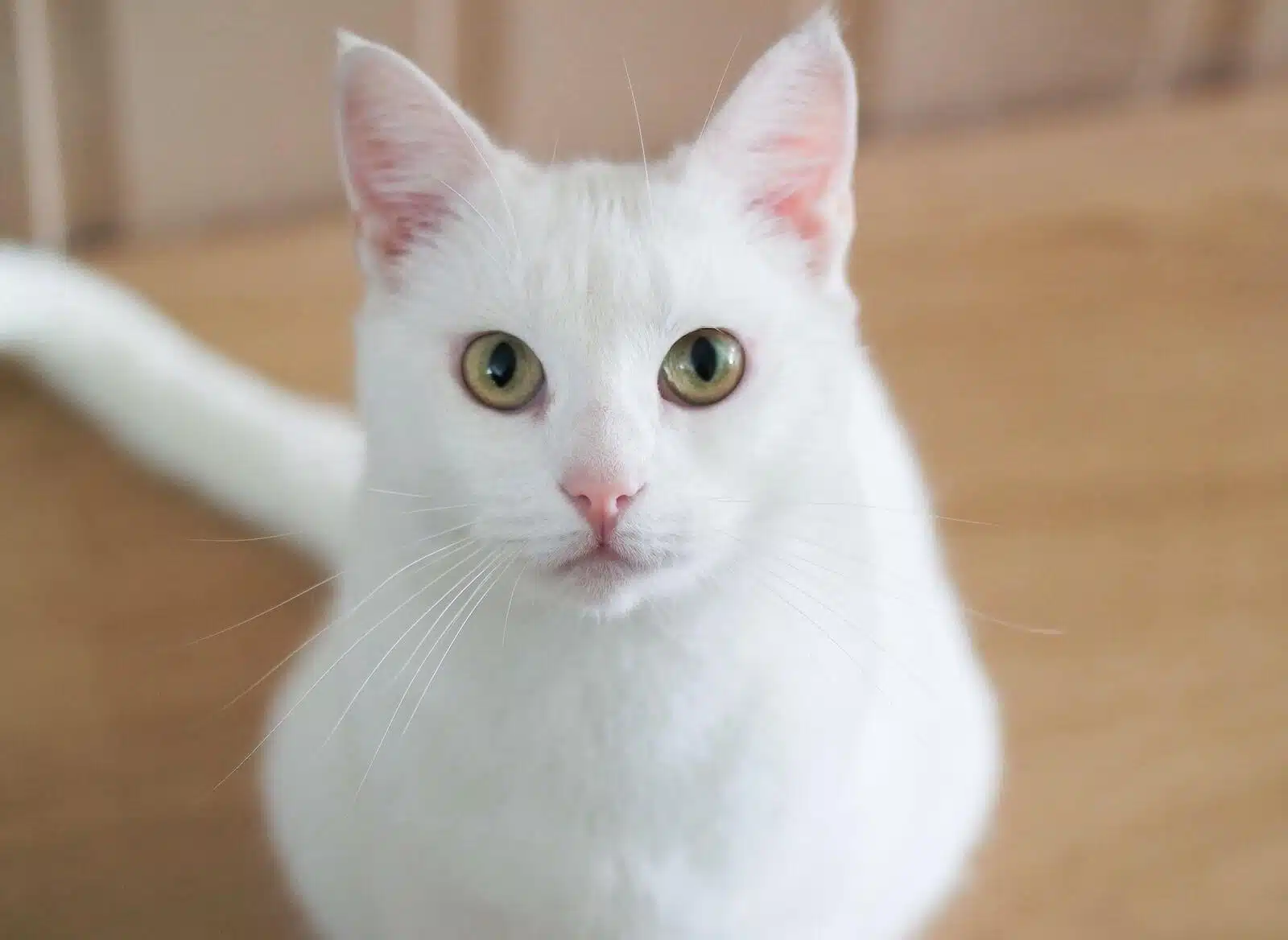 Supersticiones sobre los gatos blancos